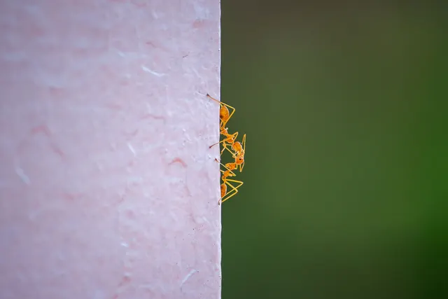 Dos hormigas rojizas trepando en vertical por una pared rugosa de color rosa, con un fondo verde desenfocado