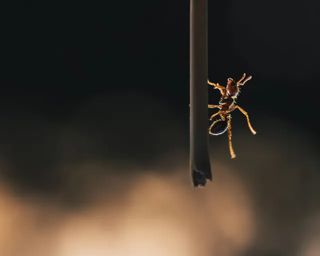 Una hormiga rojiza trepando en vertical por un tallo fino y oscuro, sobre un fondo negro desenfocado