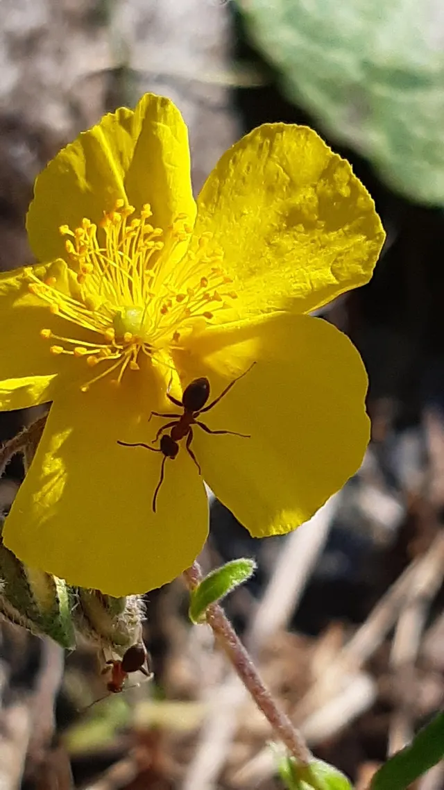 Una hormiga oscura caminando sobre los pétalos de una flor amarilla con los estambres en el centro