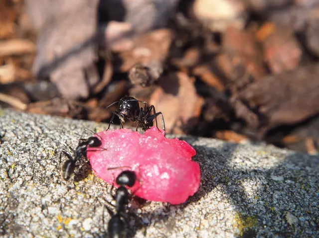 Tres hormigas negras sobre un caramelo rosa cubierto de azúcar, encima de una piedra
