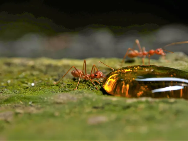Dos hormigas rojizas de patas largas acercándose a una gota grande y brillante de líquido ámbar sobre musgo