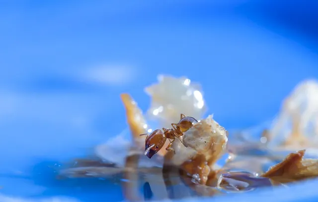 Una hormiga pequeña de color ámbar apoyada sobre una miga flotando en un líquido de reflejos azules