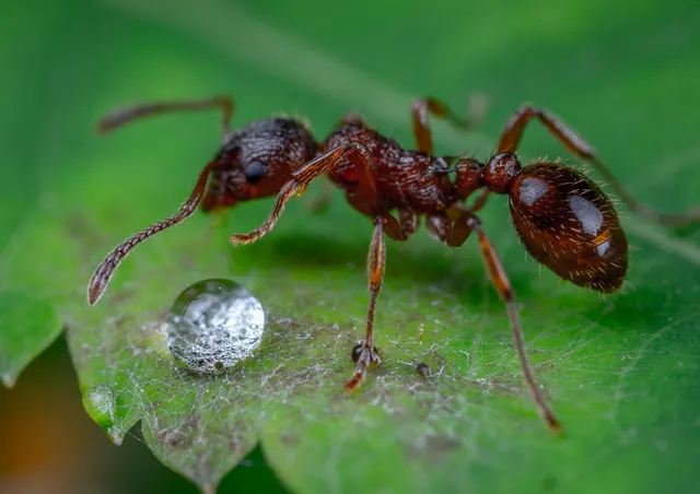 Una obrera rojiza de patas largas junto a una gota de agua sobre una hoja verde