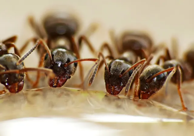 Varias hormigas oscuras con la cabeza agachada bebiendo en fila del borde de una película de agua