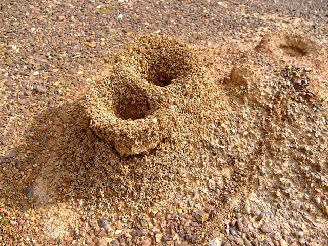 Cráter de arena y gravilla con la entrada de un hormiguero excavado en suelo seco