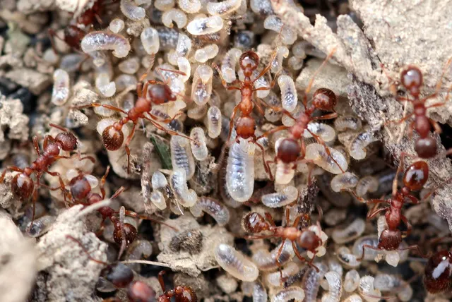 Obreras rojizas de hormiga rodeadas de decenas de larvas blancas sobre una piedra