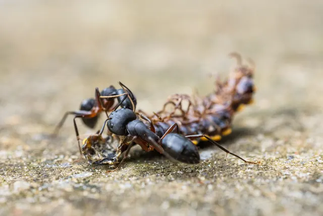 Dos hormigas negras y brillantes arrastrando por un suelo de piedra los restos secos y enroscados de un insecto