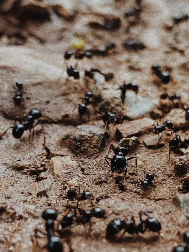 Decenas de hormigas negras repartidas por una superficie de tierra seca y agrietada, unas en fila y otras dispersas