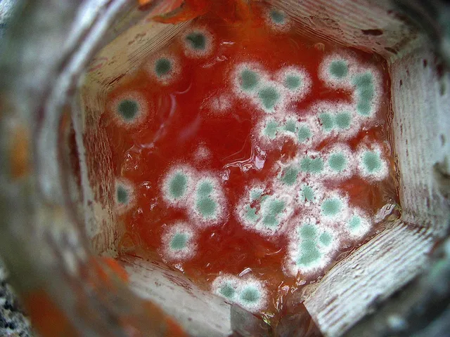 Colonias redondas de moho verde y blanco creciendo sobre un fondo rojo húmedo en el interior de un recipiente