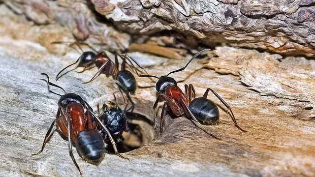 Obreras de Camponotus rojas y negras junto a la entrada de su nido en un tronco