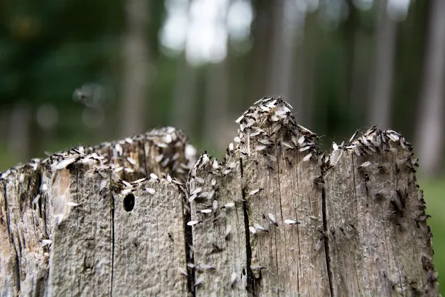 Decenas de hormigas aladas, machos y reinas, amontonadas sobre un tocón de madera antes del vuelo nupcial