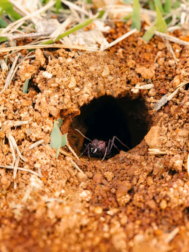 Obrera de hormiga asomando por la entrada de su hormiguero, excavado en tierra arenosa