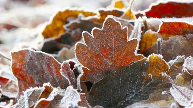 Hojas secas cubiertas de escarcha en el suelo de un bosque en invierno