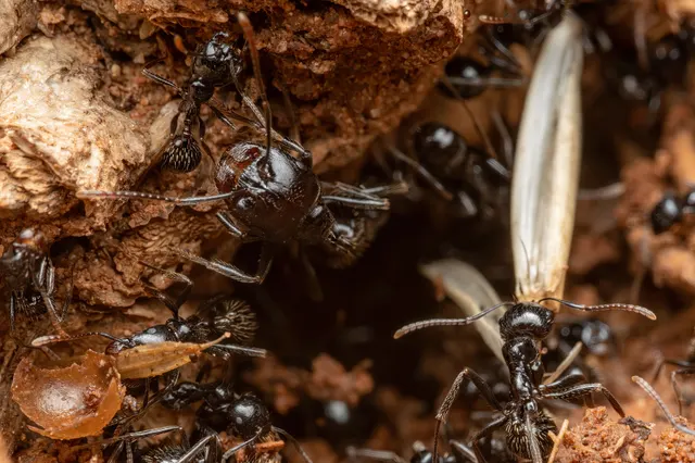 Obreras negras y una reina con alas en la boca de un hormiguero entre piedras y tierra