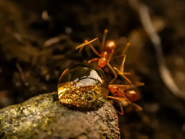 Hormigas rojizas bebiendo de una gota de líquido dorado sobre una piedra