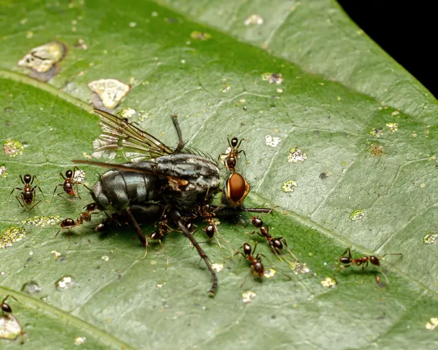 Varias hormigas despiezando una mosca muerta sobre una hoja verde