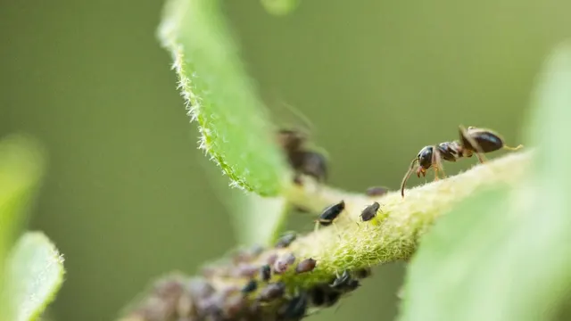 Hormigas negras atendiendo una colonia de pulgones sobre el tallo de una planta