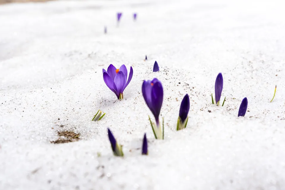 Flores moradas de azafrán asomando entre la nieve que se derrite