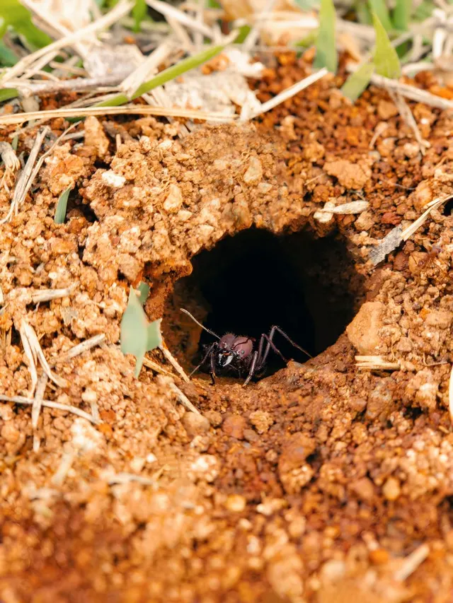 Una hormiga oscura asomando por el agujero de un nido en tierra rojiza con briznas de hierba