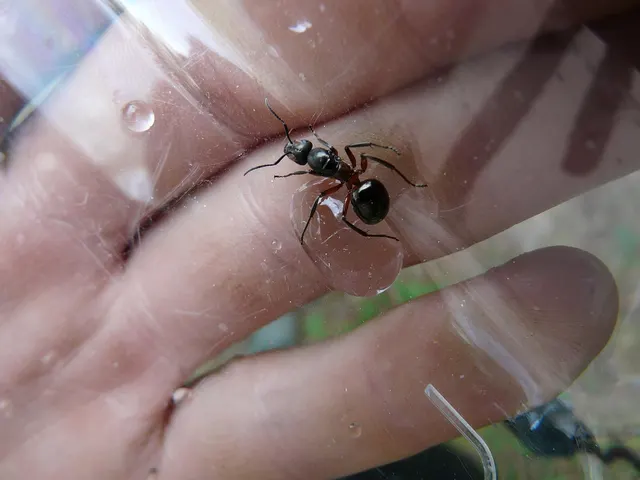Hormiga oscura de abdomen grande y brillante vista a través de una tapa de plástico transparente apoyada en una mano