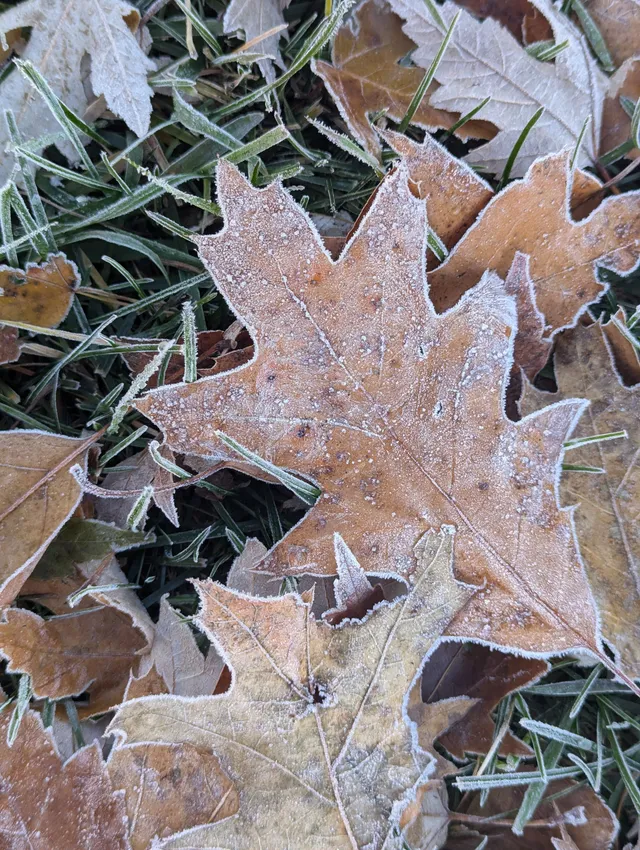 Hojas secas de otoño cubiertas de escarcha sobre la hierba
