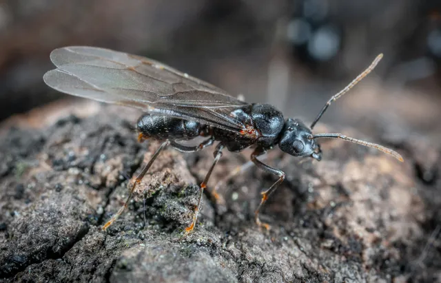 Hormiga negra con alas transparentes posada sobre una superficie rugosa y oscura