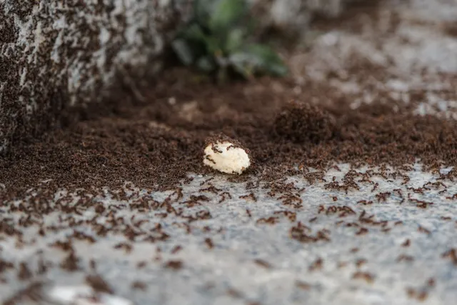 Decenas de obreras pequeñas alrededor de la entrada de un hormiguero, entre tierra excavada y un resto de comida blanco