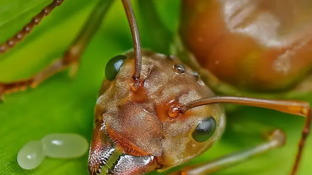 Primer plano de una reina de hormiga junto a un pequeño grupo de huevos blancos sobre una hoja