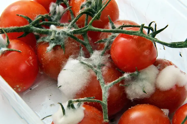 Tomates cherry con manchas de moho blanco algodonoso sobre la piel y el pedúnculo