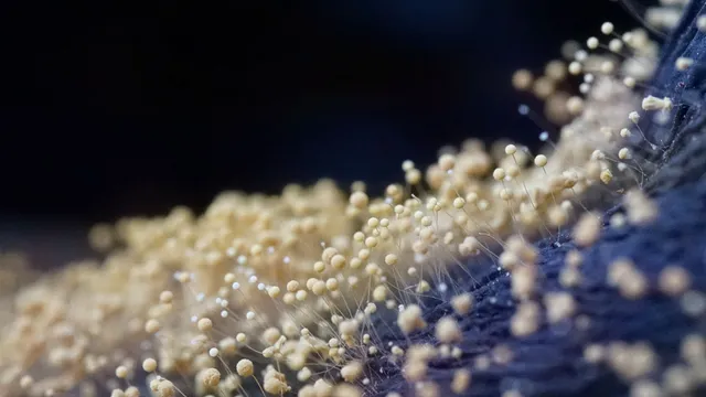 Macro de moho con cabezuelas de esporas claras y diminutas sobre una superficie oscura