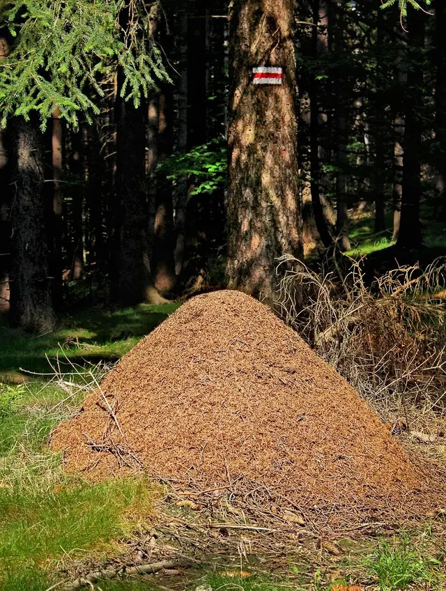 Un gran montículo de acículas de pino junto a un tronco marcado con la señal roja y blanca de un sendero