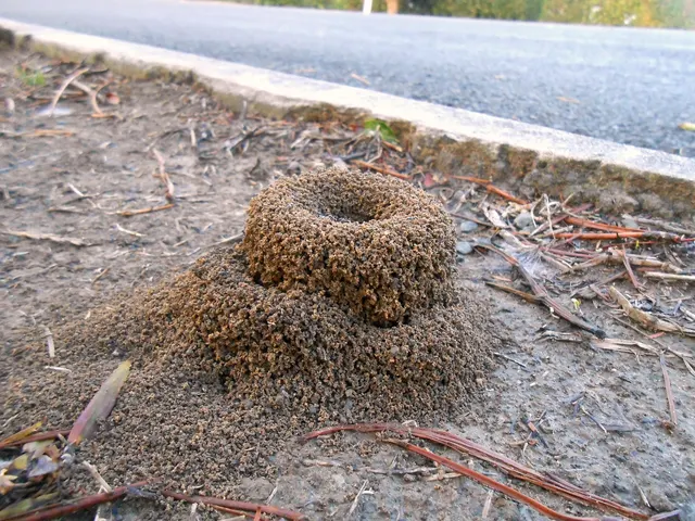 Un cono de tierra granulada con un cráter en lo alto, en la cuneta de tierra junto al bordillo de una carretera
