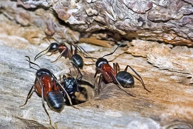 Cuatro hormigas grandes, negras con el tórax rojizo, alrededor de un agujero en un tronco de madera