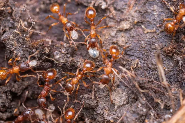 Una docena de hormigas rojizas sobre tierra oscura, varias de ellas sujetando con las mandíbulas larvas blancas y brillantes