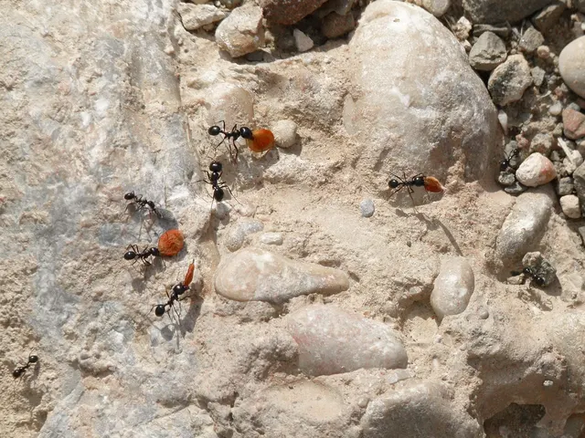 Varias hormigas negras acarrean semillas anaranjadas sobre una roca clara con piedrecitas