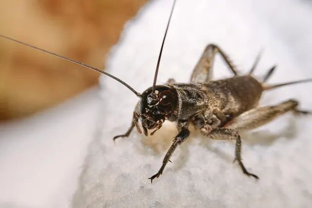 Un grillo marrón oscuro de antenas largas visto de frente sobre una superficie blanca