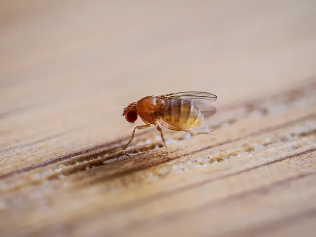 Una mosca de la fruta de ojos rojos y abdomen rayado posada sobre una tabla de madera clara