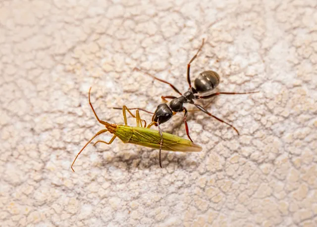 Una hormiga negra arrastra por las patas a un insecto verde alargado sobre una superficie clara y rugosa