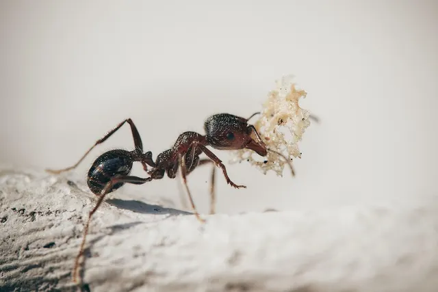 Una hormiga de tórax rojizo y abdomen negro lleva entre las mandíbulas un trozo blanco y esponjoso de comida