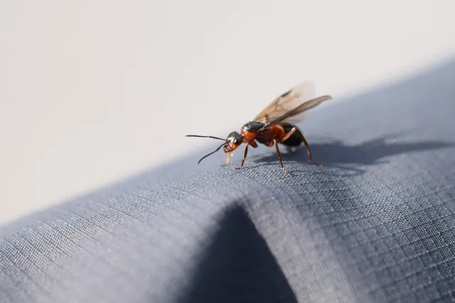 Hormiga con alas, de cabeza y tórax rojizos y abdomen oscuro, posada sobre la manga gris de una chaqueta