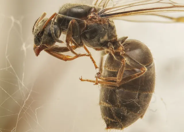 Hormiga alada de abdomen muy voluminoso y alas transparentes, enredada en los hilos de una tela de araña