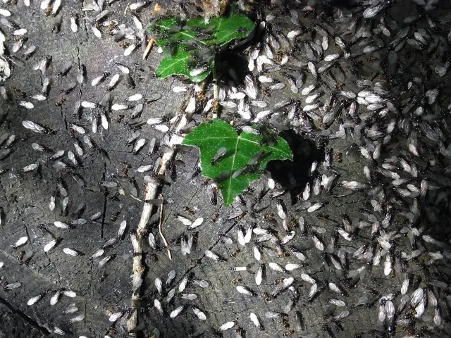 Cientos de hormigas con alas blanquecinas cubriendo un tocón oscuro alrededor de la boca de un nido, entre dos hojas de hiedra