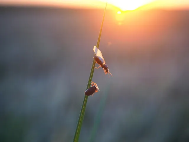 Dos hormigas con alas subiendo por un tallo fino de hierba al atardecer, con el sol bajo al fondo