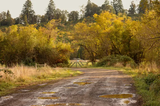 Camino de tierra con charcos que reflejan el cielo, entre hierba seca y árboles amarillos de otoño, con sol